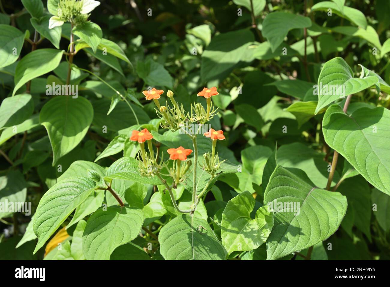 Clusters of orange and yellow tubular flowers of a wild Mussaenda plant (Mussaenda Frondosa) Stock Photo