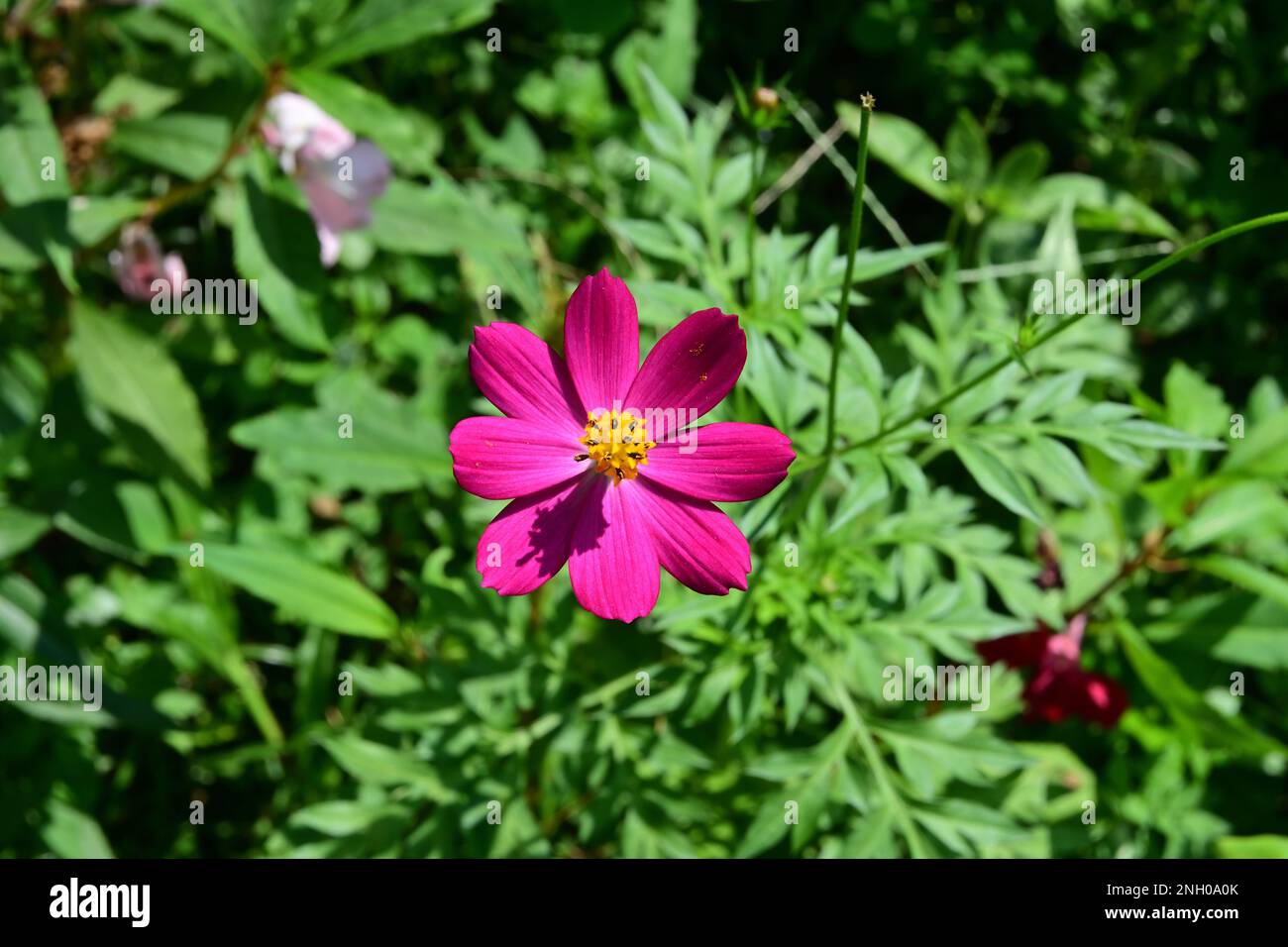 A welly bloomed purple Cosmos flower in full focus in the garden. Stock Photo