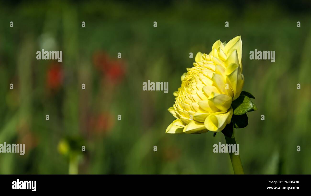 Garden amidst flowers hires stock photography and images Alamy