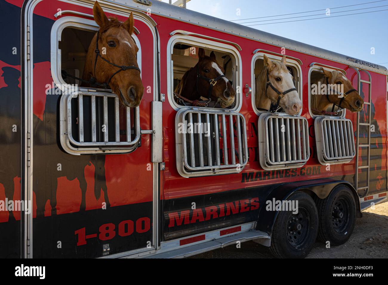 U.S. Marine Corps horses, with the Marine Corps Mounted Color Guard