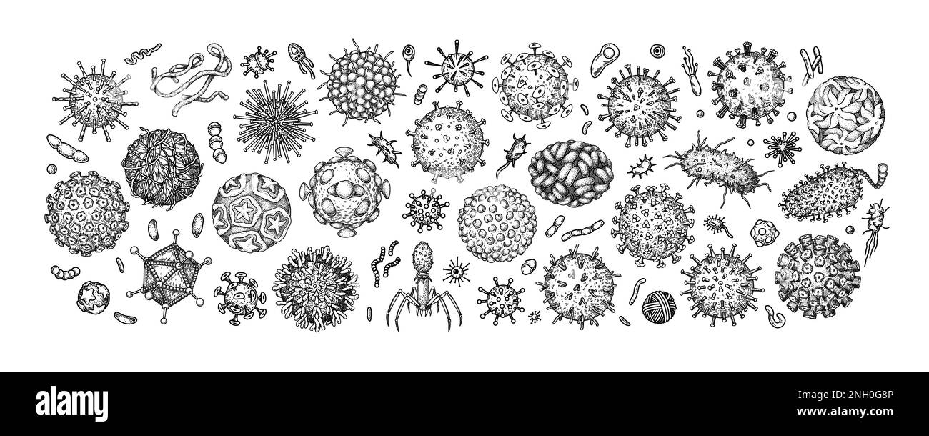 Engraved viruses and bacteria isolated on white background. Different types of microscopic microorganisms. Vector illustration in sketch style Stock Vector