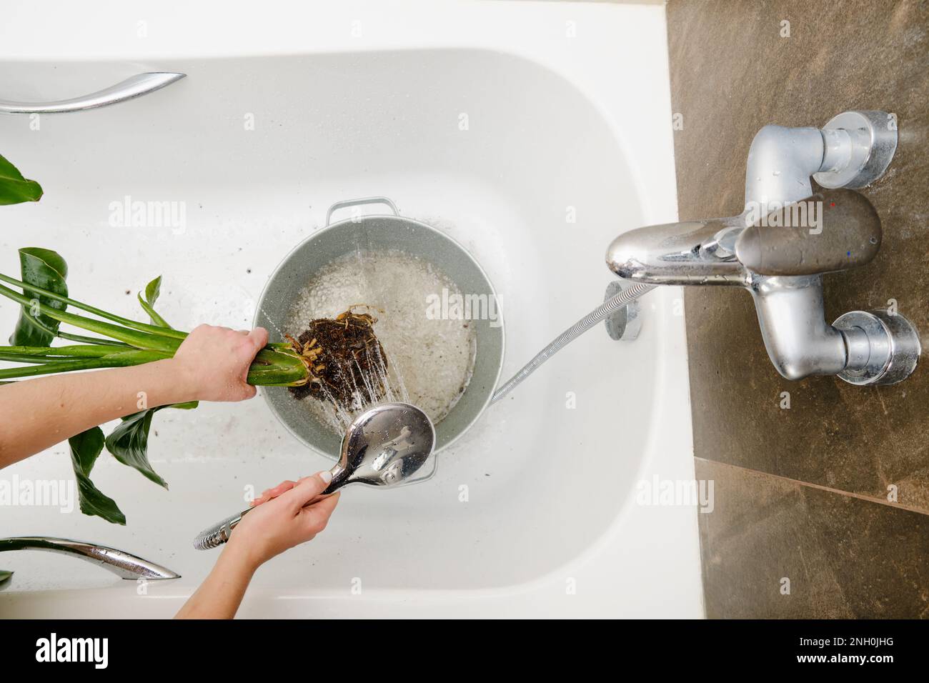 A woman gardener washes the soil from the roots of a houseplant in a