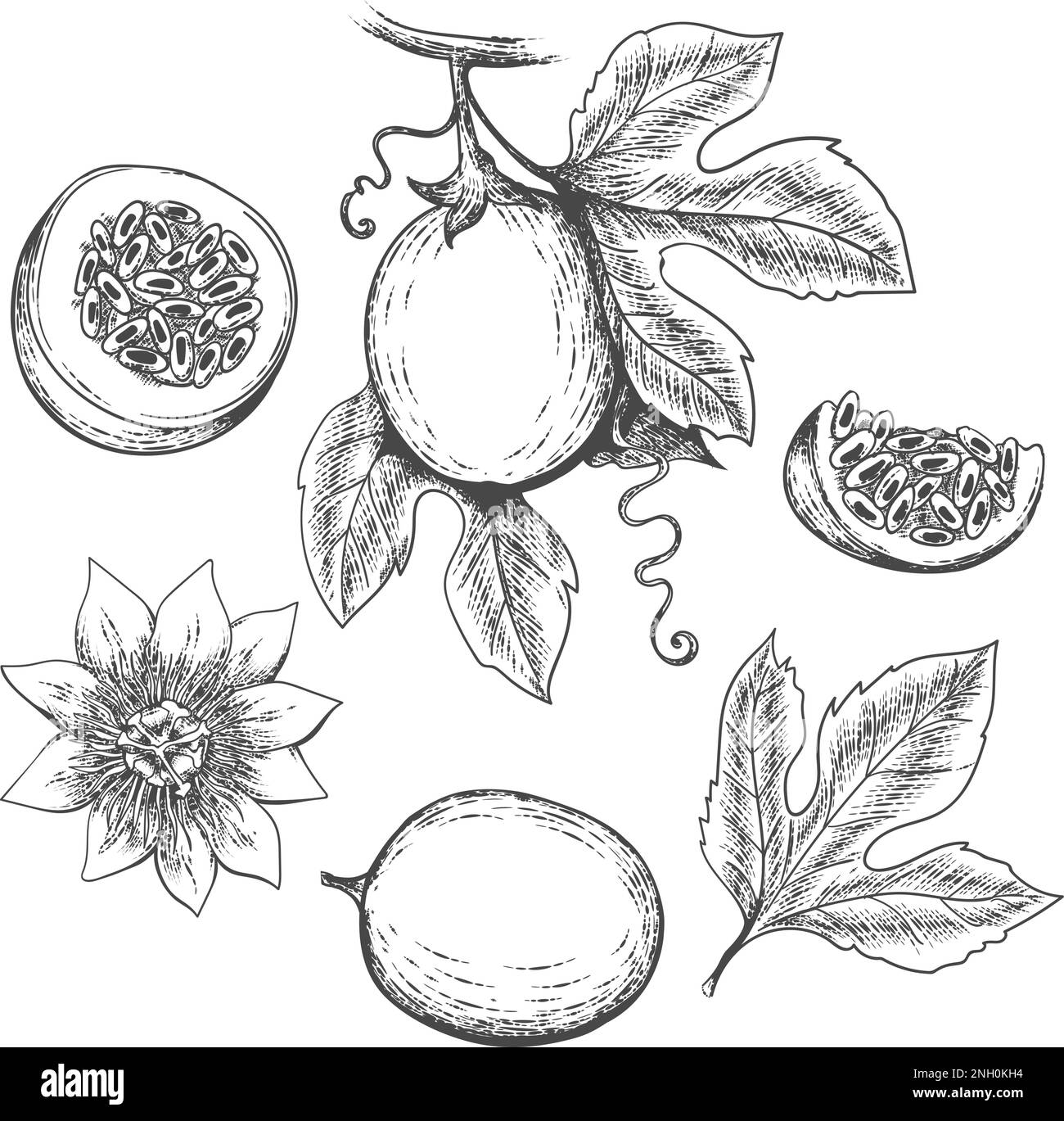 Hand drawn passion fruit Stock Vector