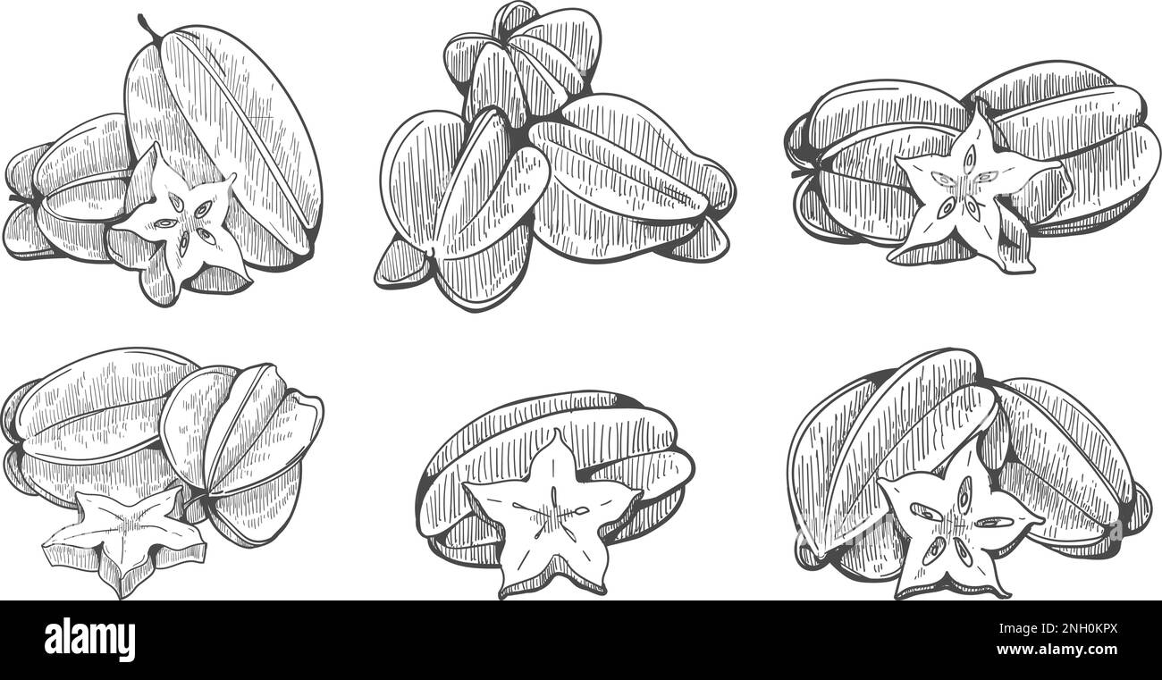 Starfruit engraving illustration Stock Vector
