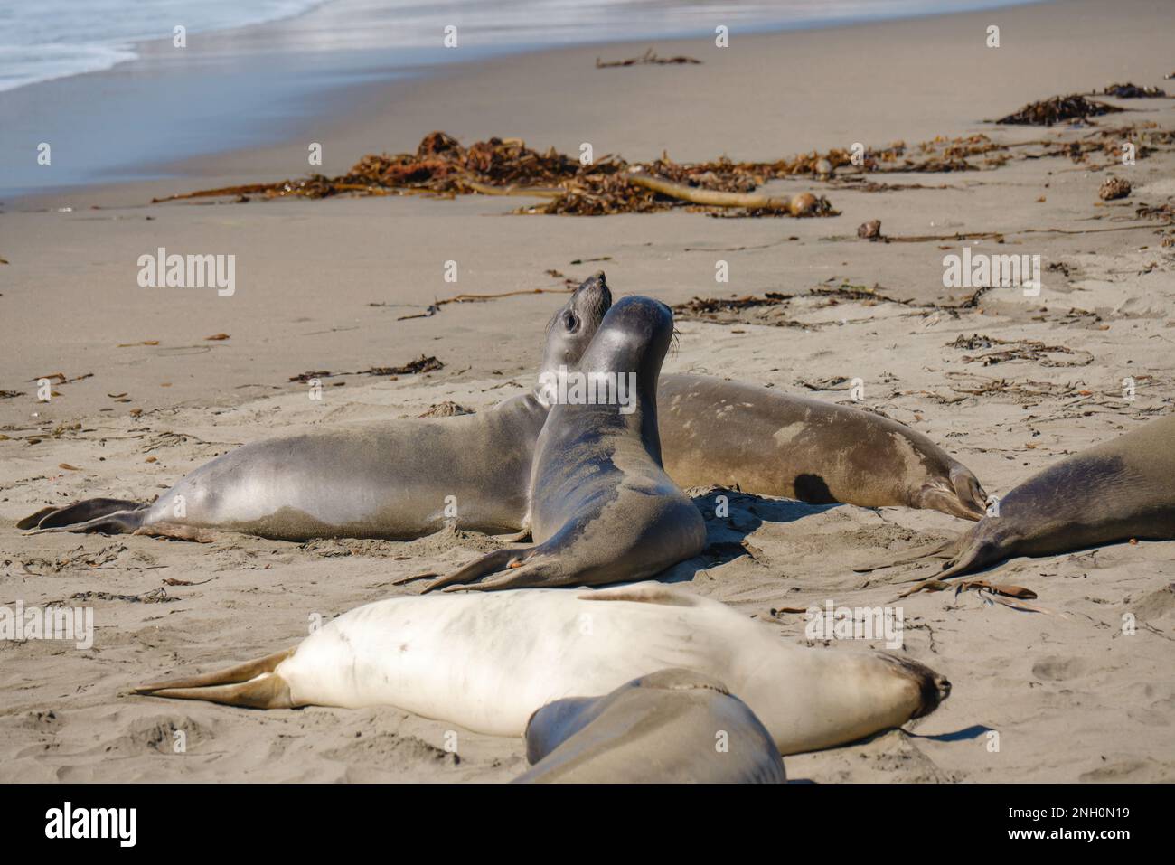 Elephant seals on the beach, Piedras Blancas, San Simeon, California