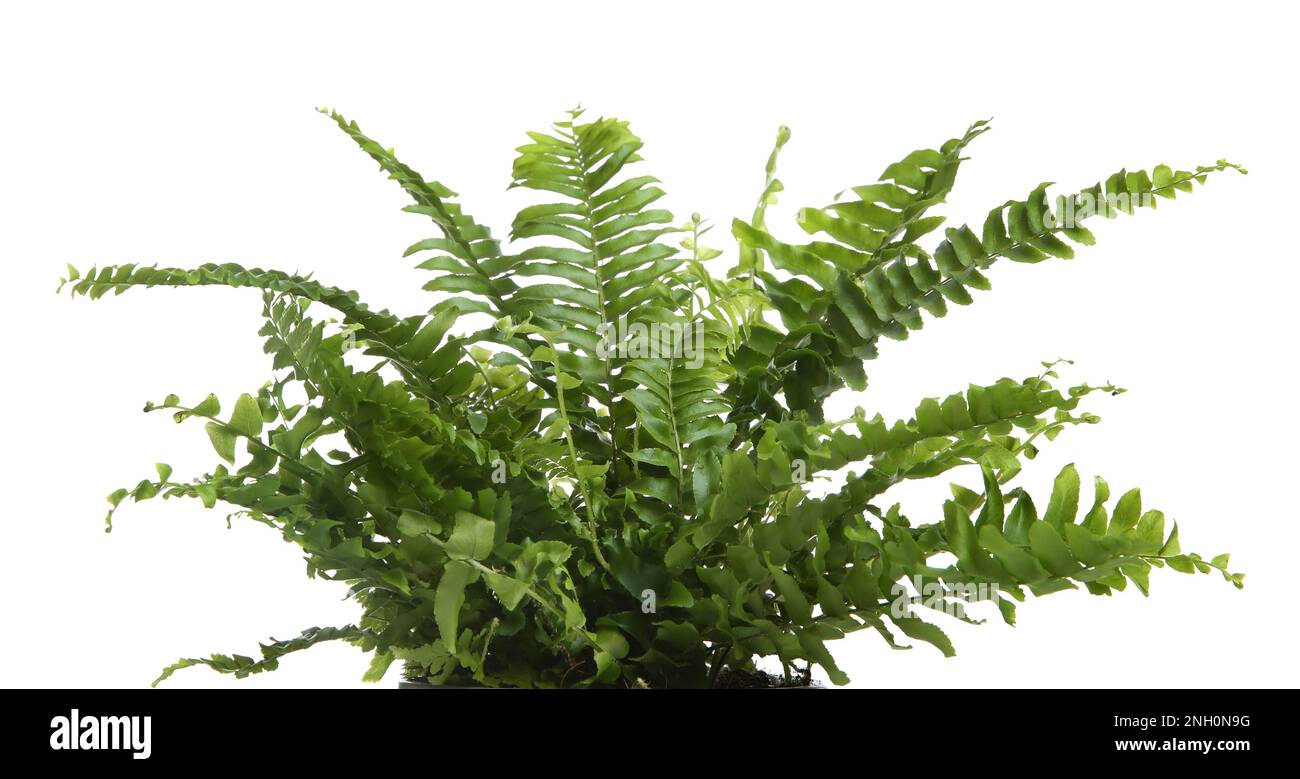 Beautiful fern with lush leaves isolated on white Stock Photo