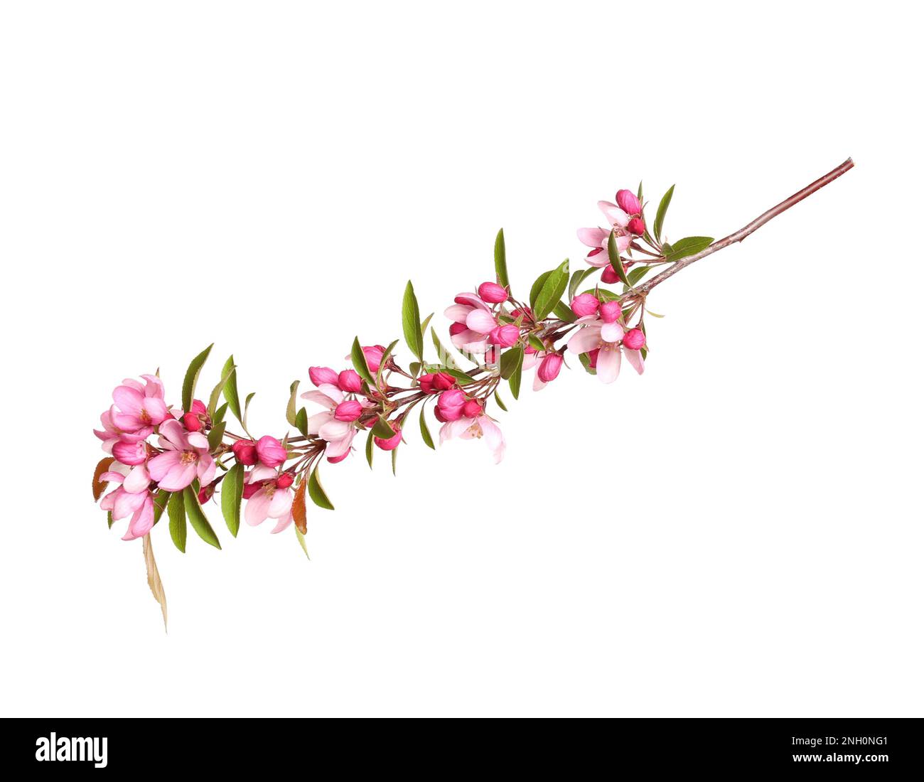 Beautiful sakura tree branch isolated on white Stock Photo