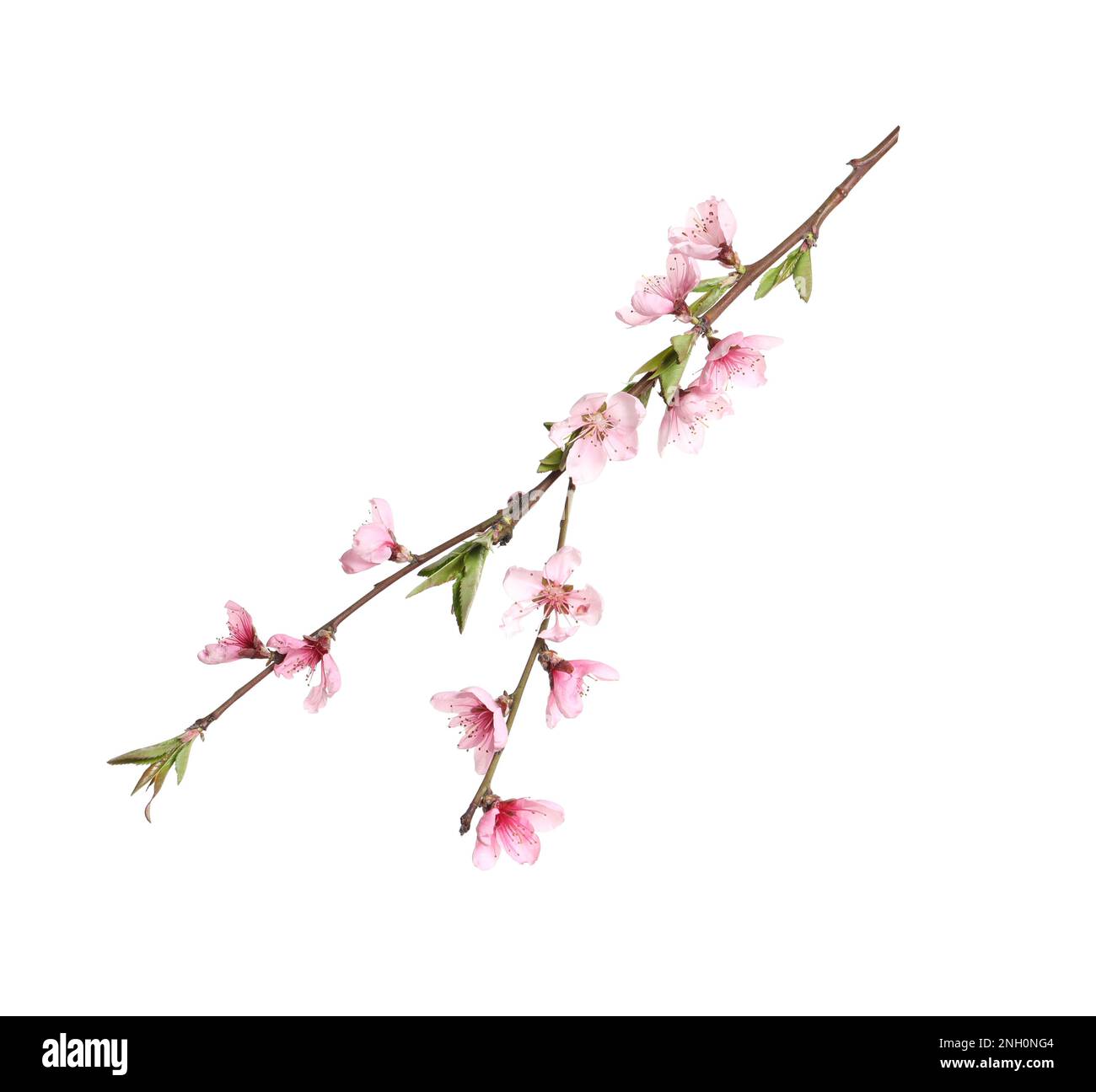 Beautiful sakura tree branch isolated on white Stock Photo