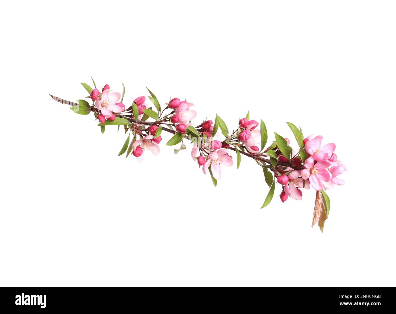 Beautiful sakura tree branch isolated on white Stock Photo