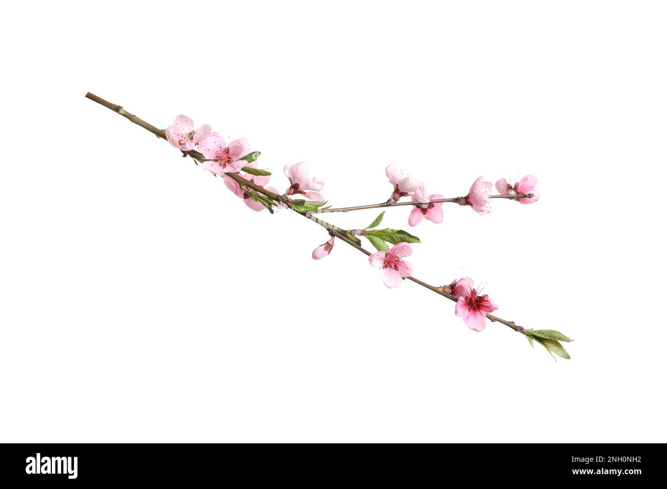 Beautiful sakura tree branch isolated on white Stock Photo