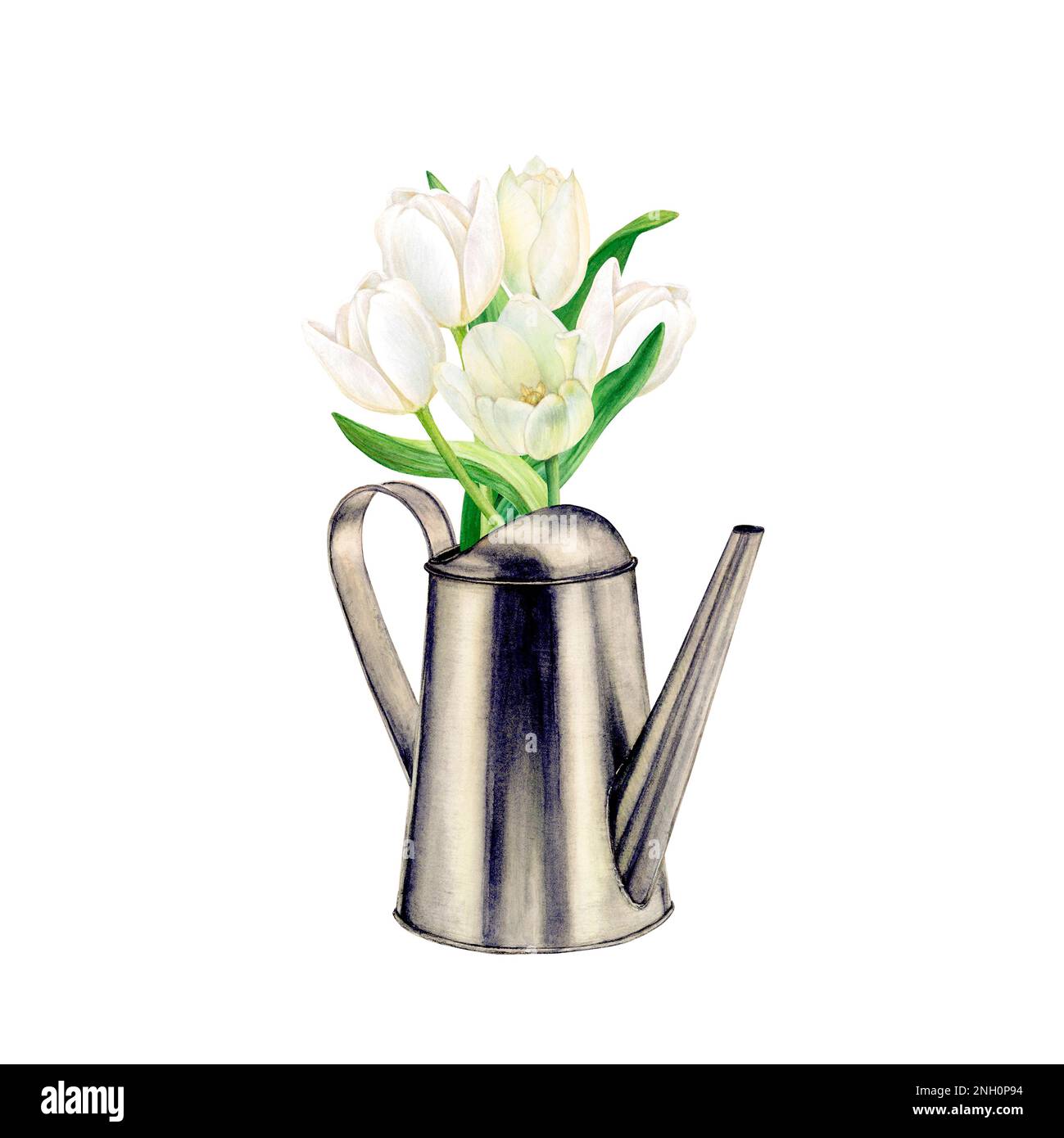 Watercolor drawing of a bouquet of five rich white tulips in a watering ...