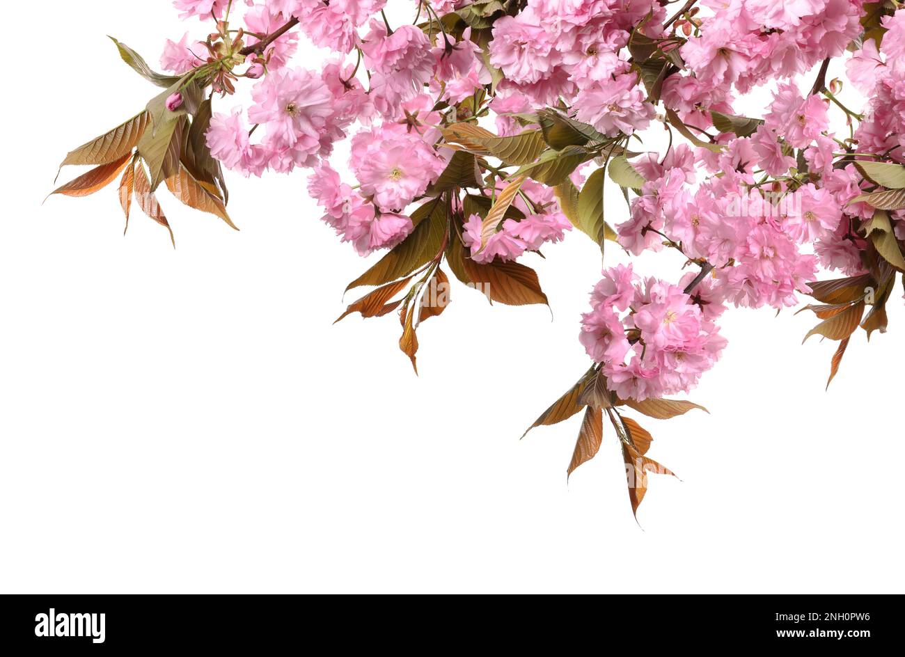 Beautiful sakura tree branches with delicate pink flowers on white ...