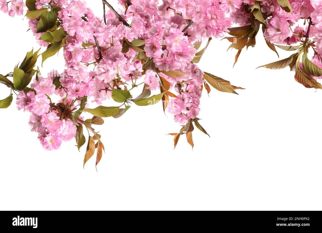 Beautiful sakura tree branches with delicate pink flowers on white ...
