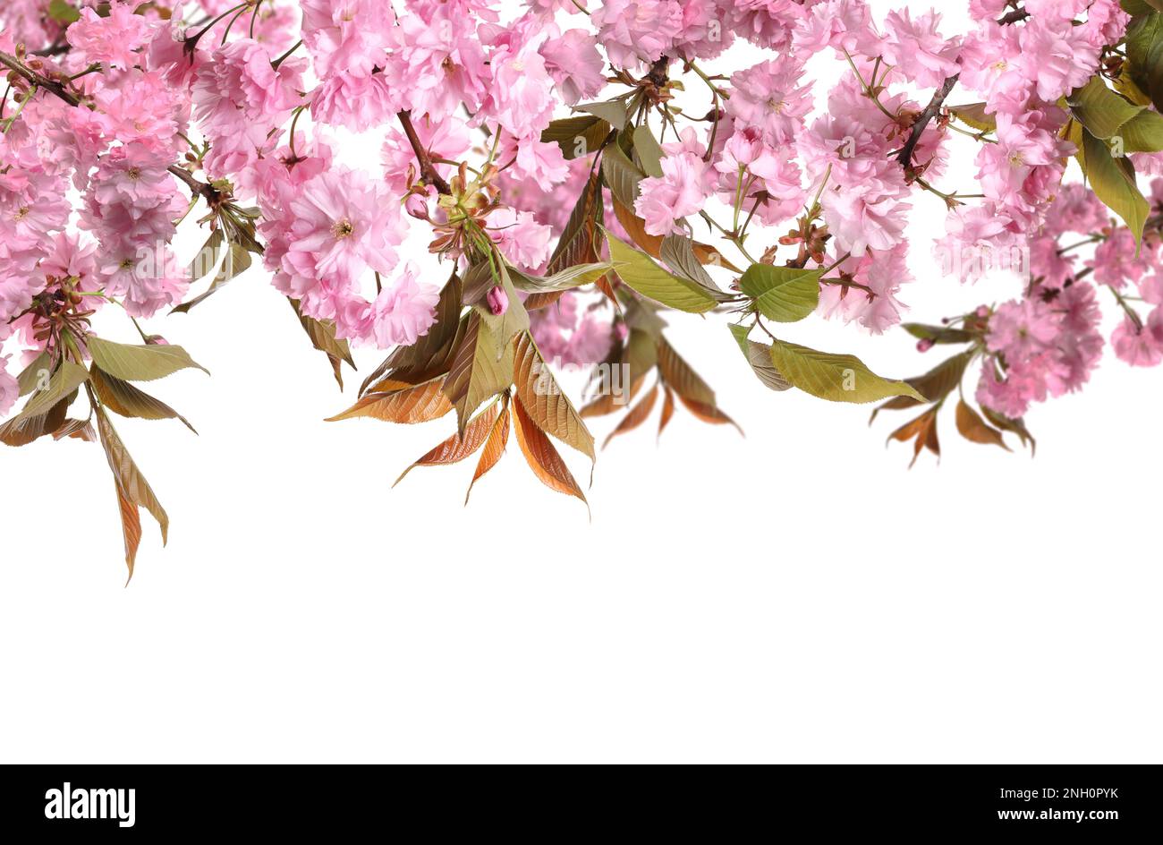 Beautiful sakura tree branches with delicate pink flowers on white ...