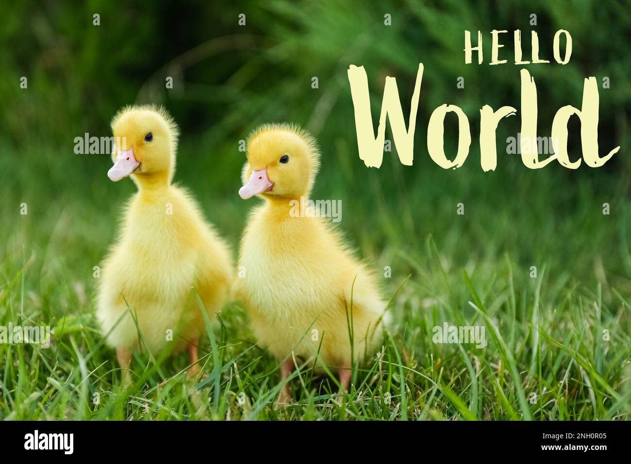 Hello World. Cute fluffy goslings on green grass Stock Photo