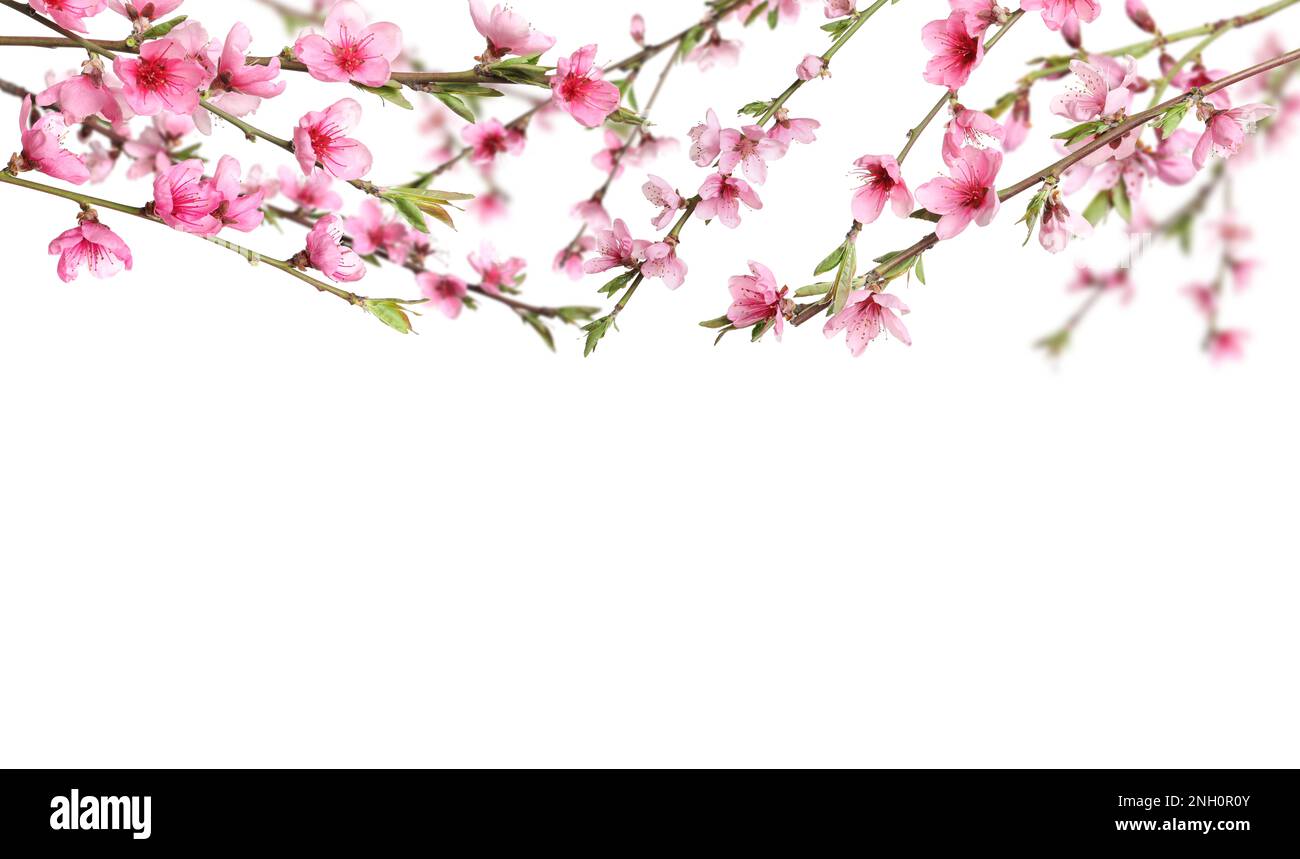 Beautiful sakura tree branches with delicate pink flowers on white ...