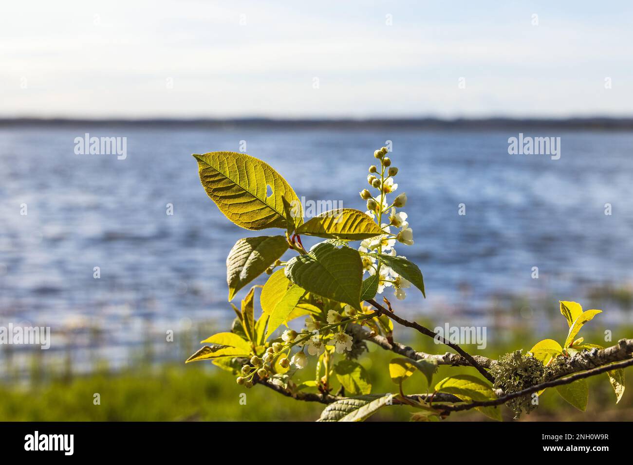 Bird cherry flowers by a lake at spring Stock Photo