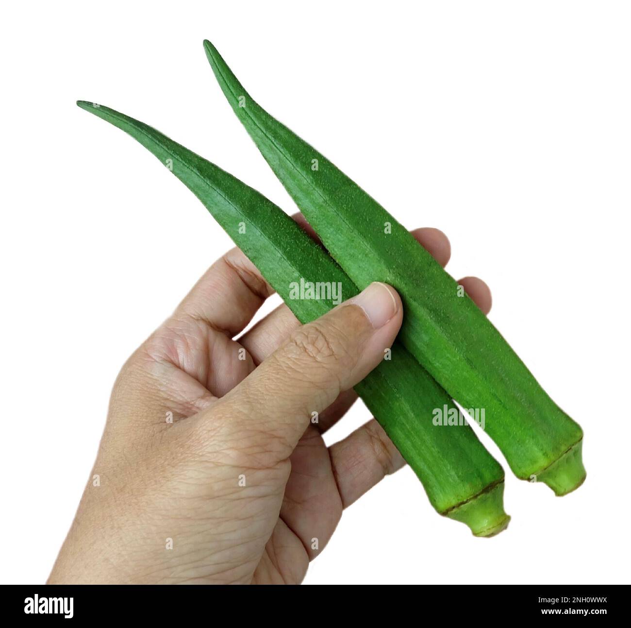 Vegetable and Herb, Hand Holding Okra or Lady Finger Fruits Preparing for Cooking. Stock Photo
