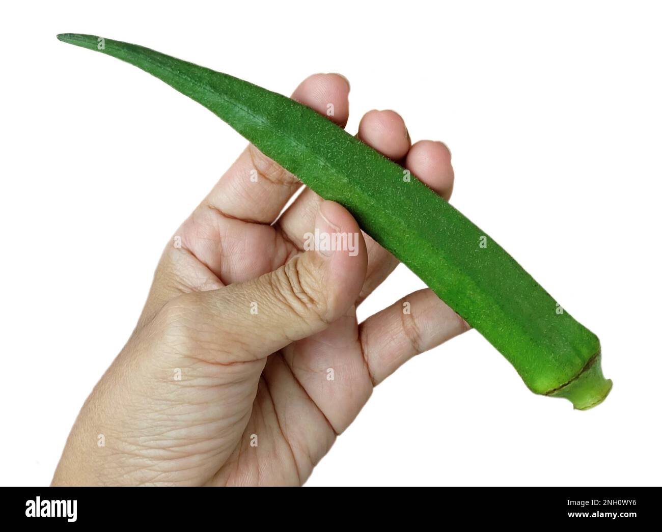 Vegetable and Herb, Hand Holding Okra or Lady Finger Fruits Preparing for Cooking. Stock Photo