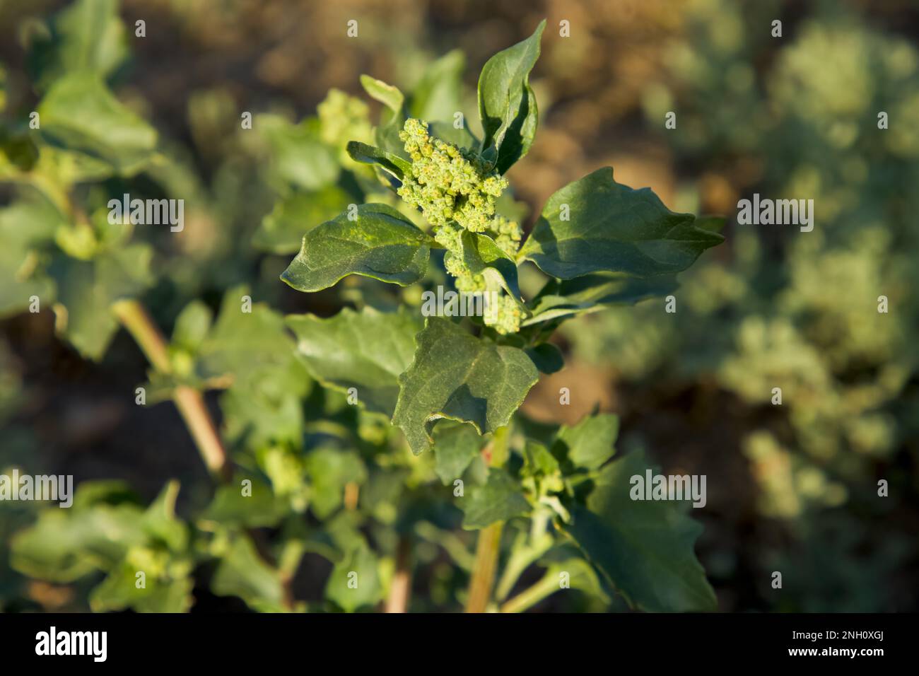Mugwort. Common mugwort. Felon herb. Artemisia vulgaris. Wild wormwood