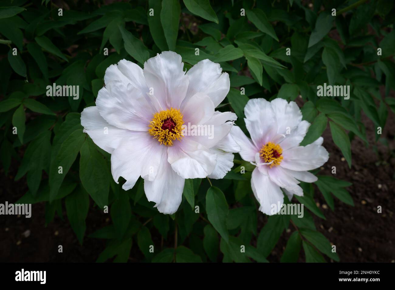 Tree peony Paeonia suffruticosa close-up. Pale pink white flowers bloomed in the summer garden. A beautiful oriental flower among green leaves. Spring Stock Photo