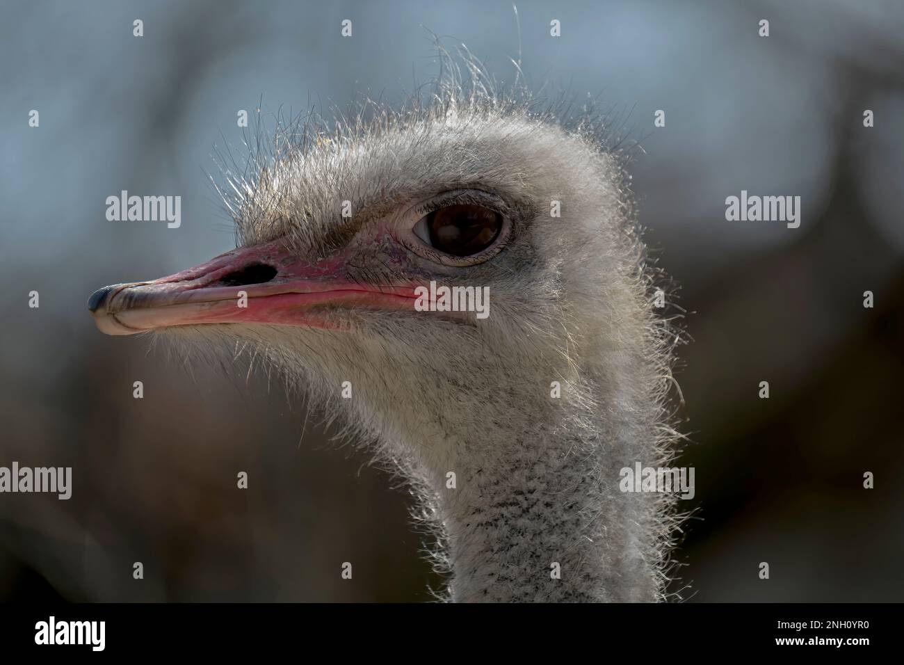 closeup of an ostrich head, side view, blurry background Stock Photo
