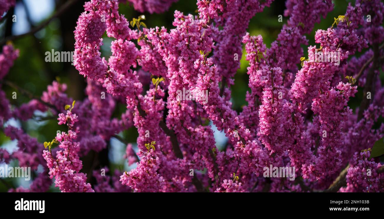 redbud tree blossom in the park. floral background in spring Stock Photo