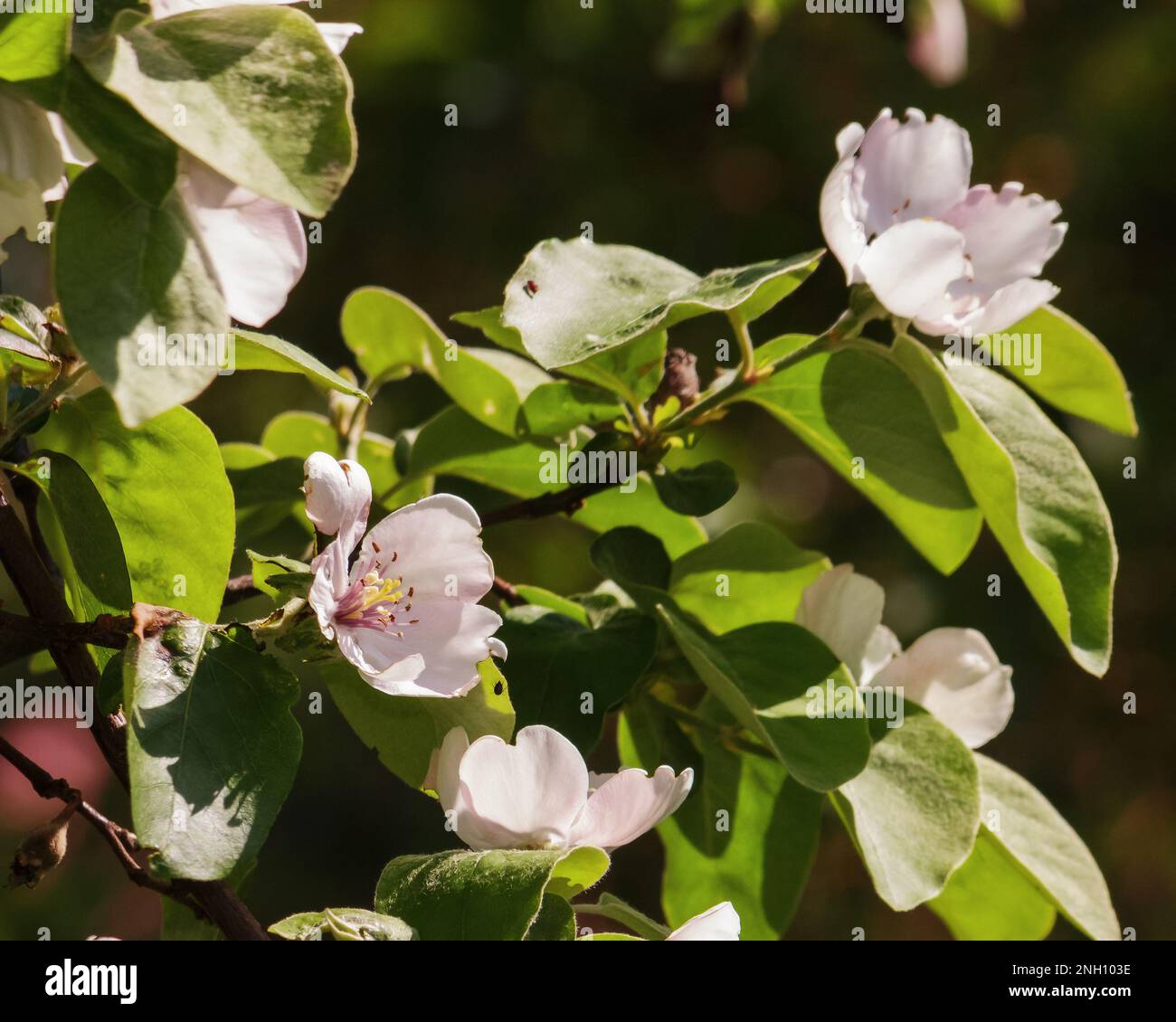 apple twig in blossom closeup. nature background in spring season Stock Photo