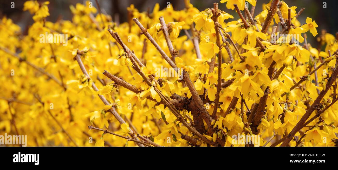 forsythia bush on the street. blossoming plant on a sunny springtime day Stock Photo