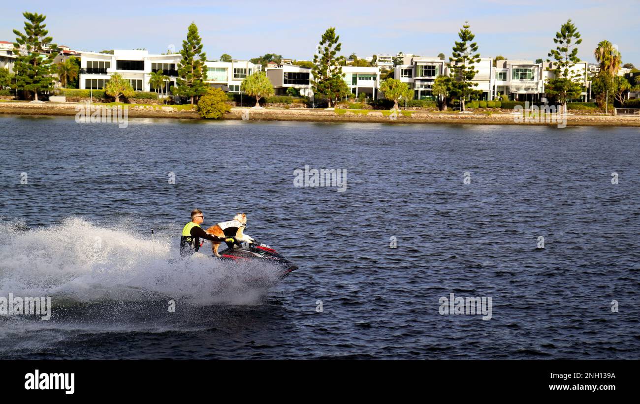 Man and his dog riding water jet ski scooter on Brisbane river Stock