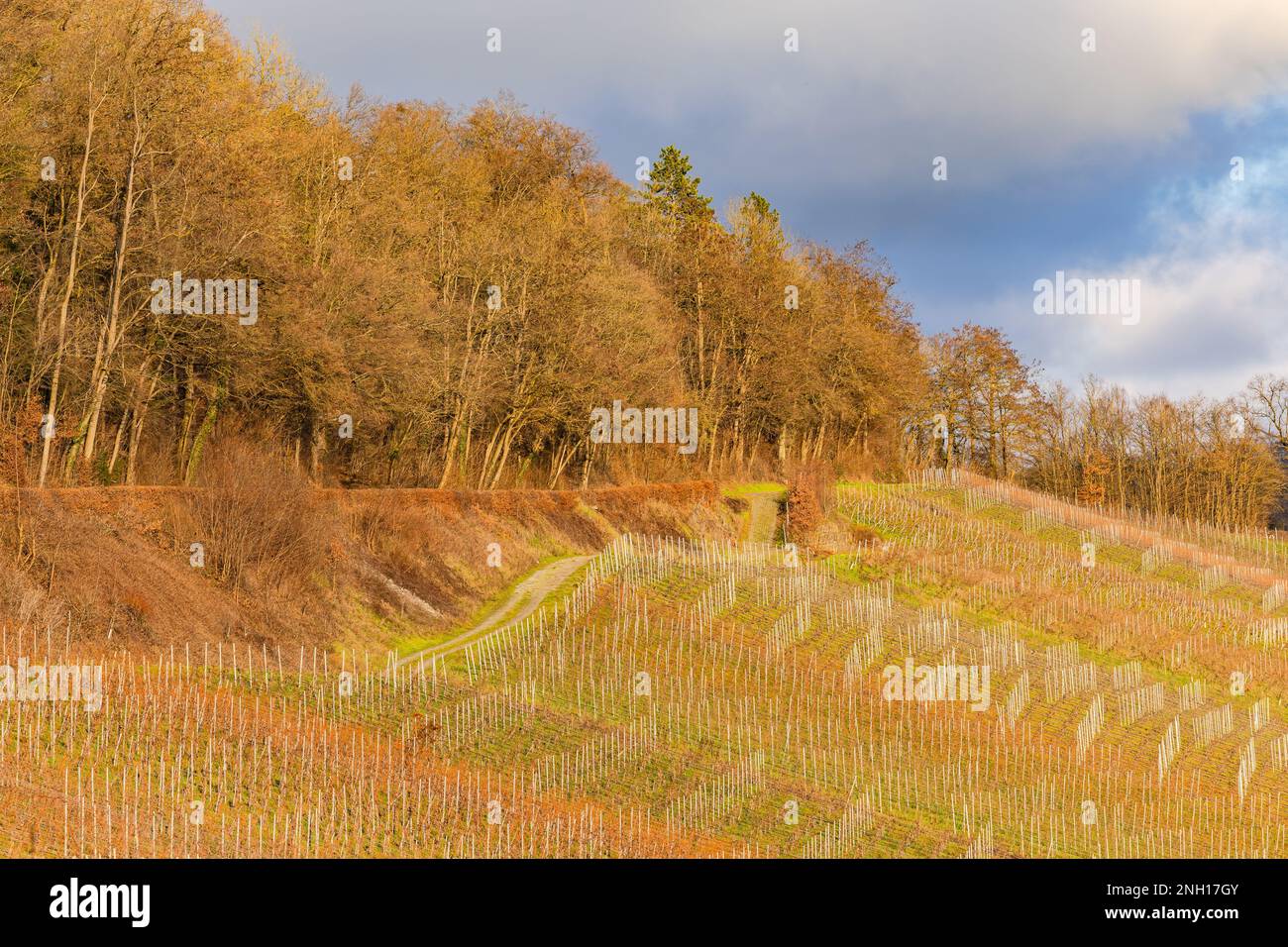 Idyllic vineyard with vines on the hillside with majestic light und clouds at sunset im Kochertal in Hohenlohe, Baden-Wuerttemberg, Germany Stock Photo