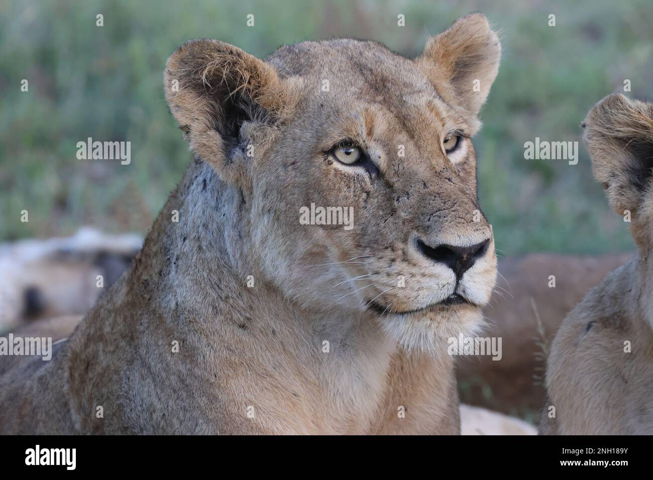 LION Stock Photo