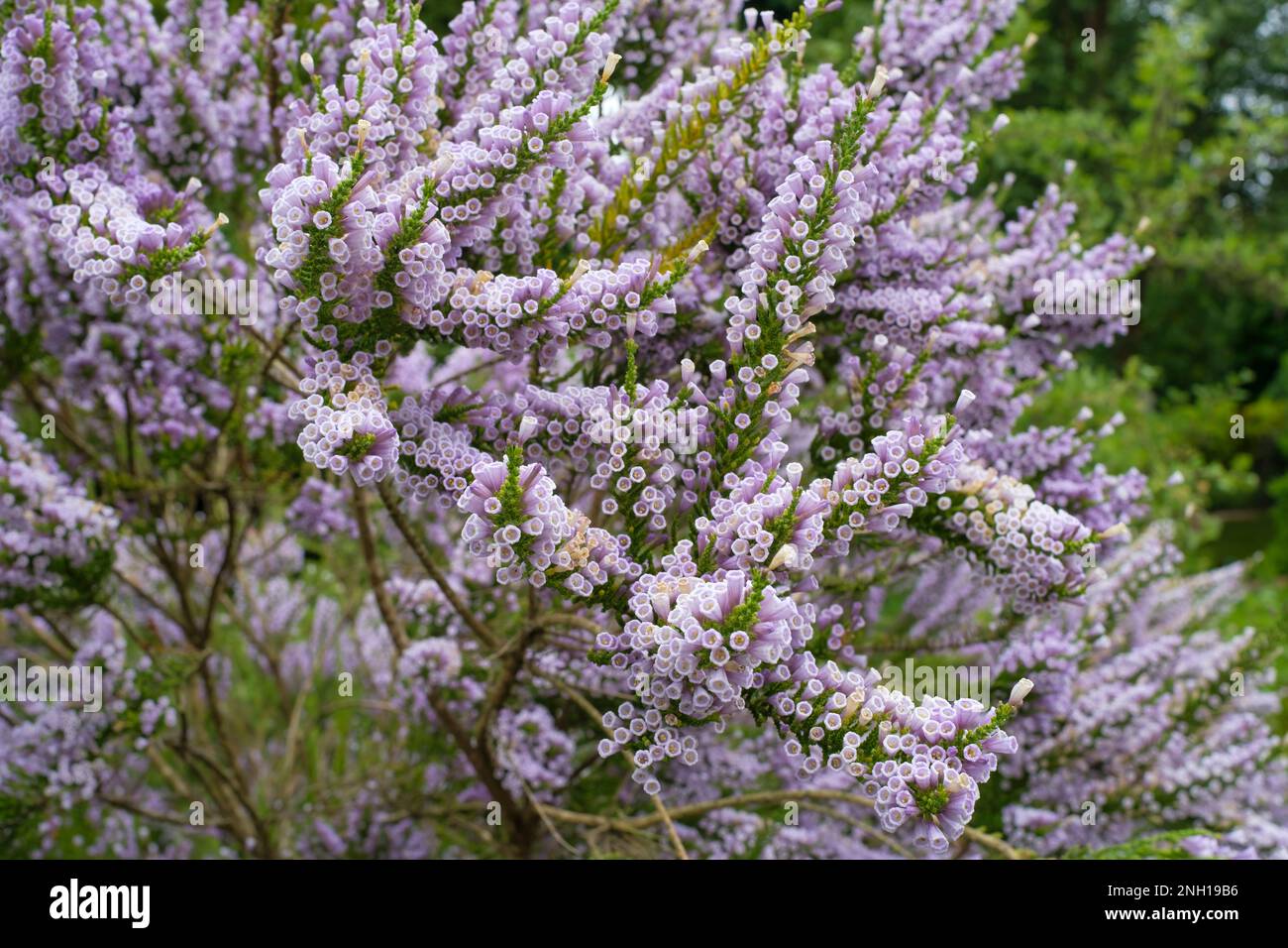 Fabiana imbricata Violacea, violet false heath, violet pichi,, evergreen shrub with tubular, pale lavender flowers Stock Photo