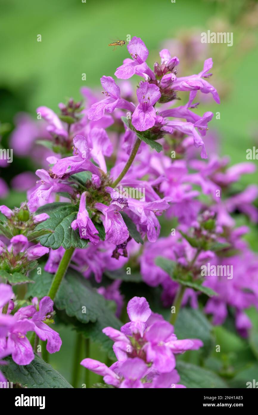 Betony Superba, Stachys macrantha Superba, Stachys grandiflora superba, perennial hooded rosy-purple flowers Stock Photo