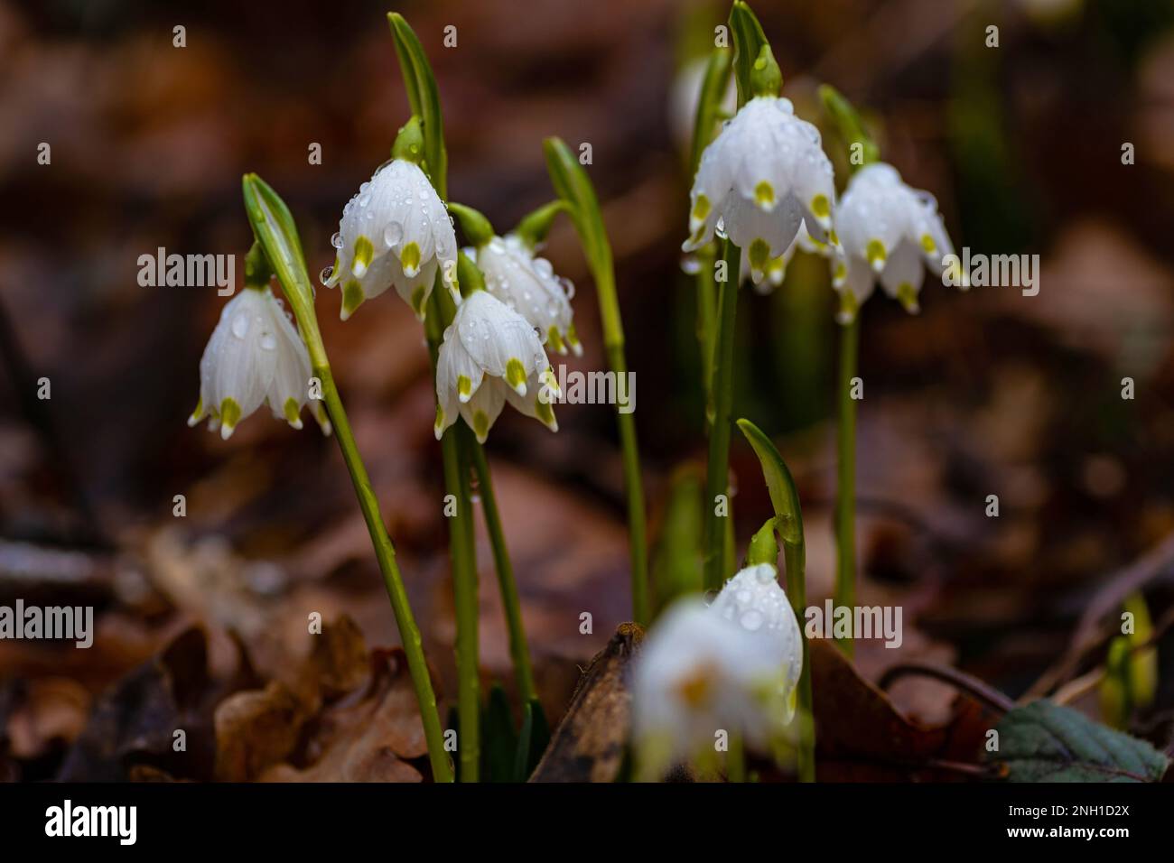 spring snowflake flowers covered with raindrops in a forest Stock Photo