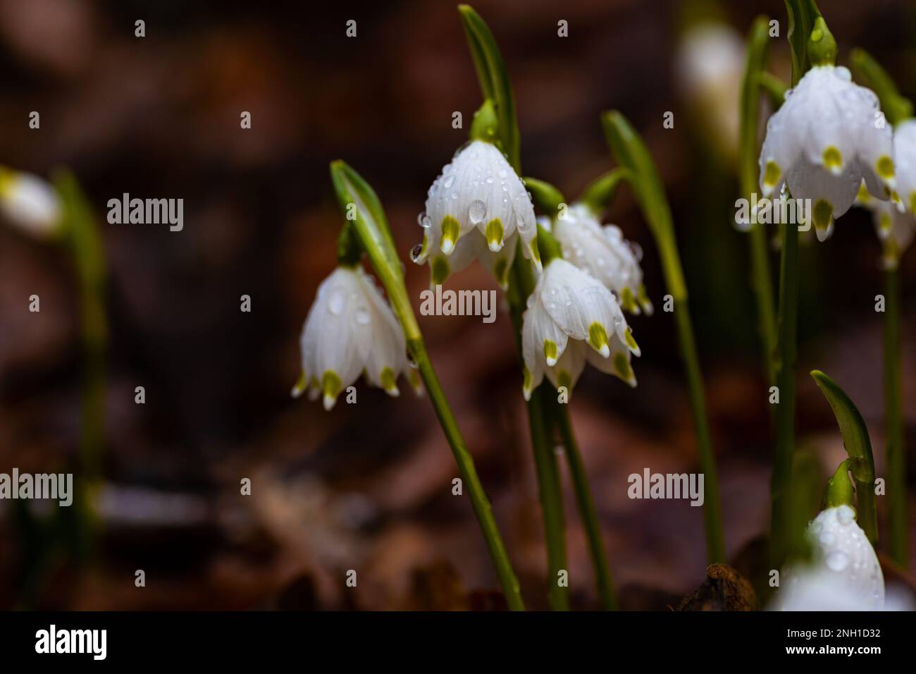 spring snowflake flowers covered with raindrops in a forest Stock Photo