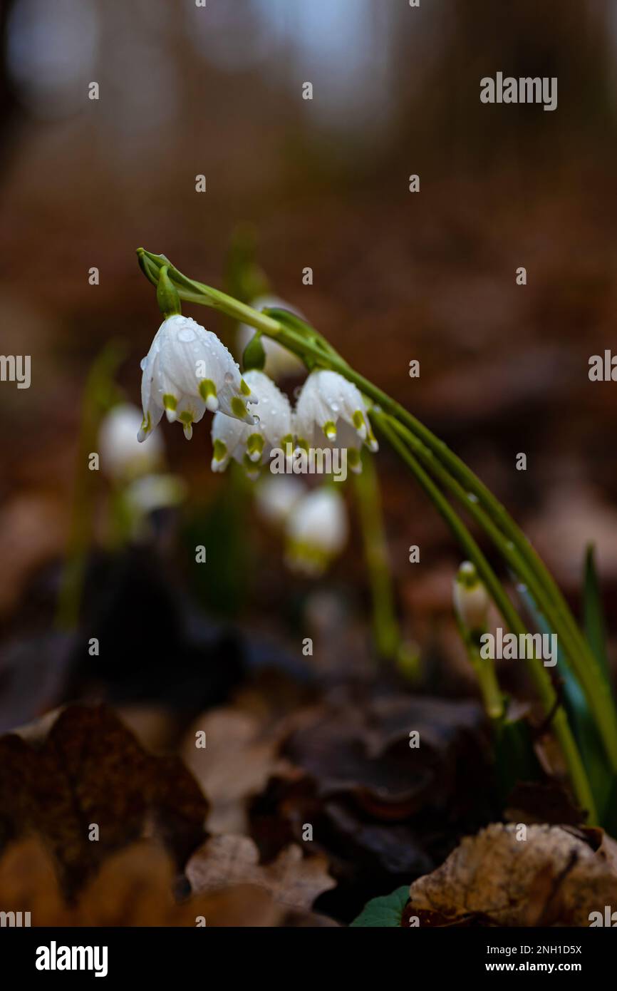 spring snowflake flowers covered with raindrops in a forest Stock Photo