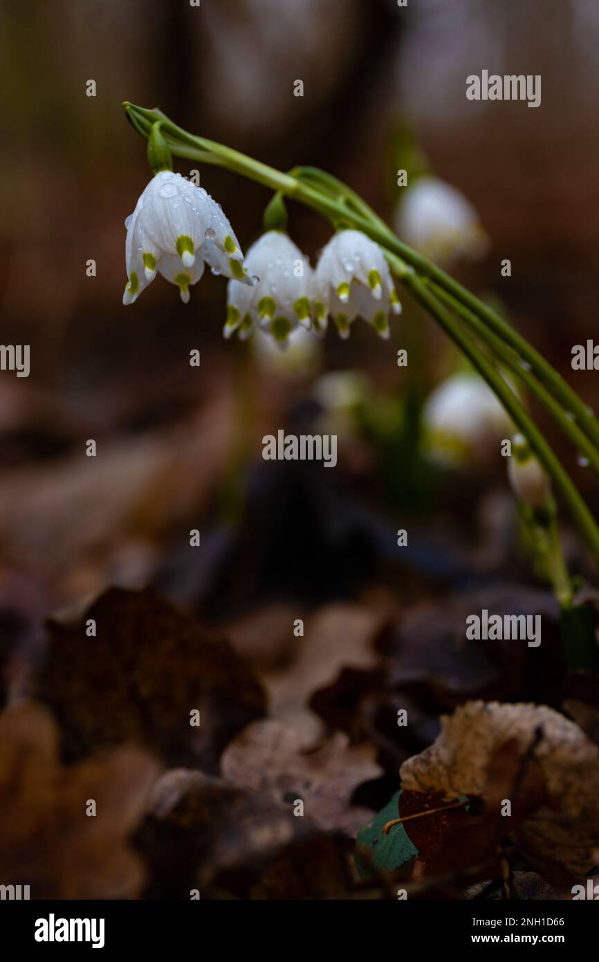 spring snowflake flowers covered with raindrops in a forest Stock Photo