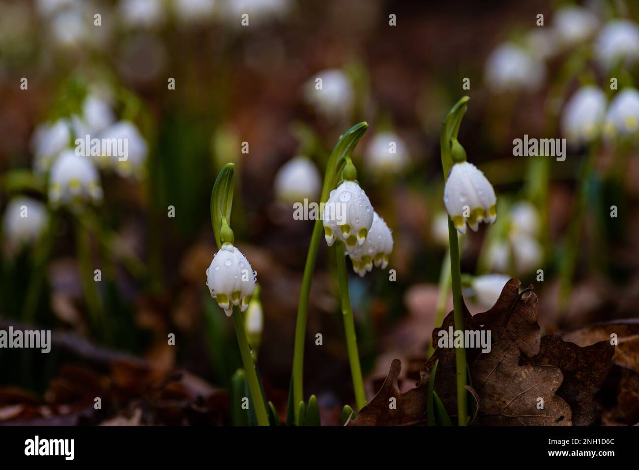 spring snowflake flowers covered with raindrops in a forest Stock Photo