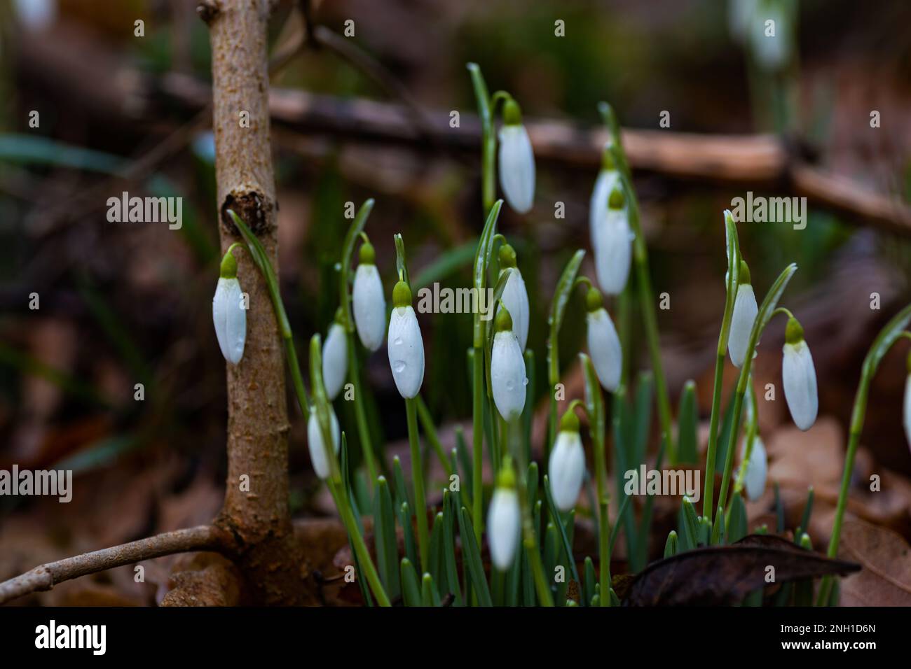 snowdrop flowers covered with raindrops in a forest Stock Photo