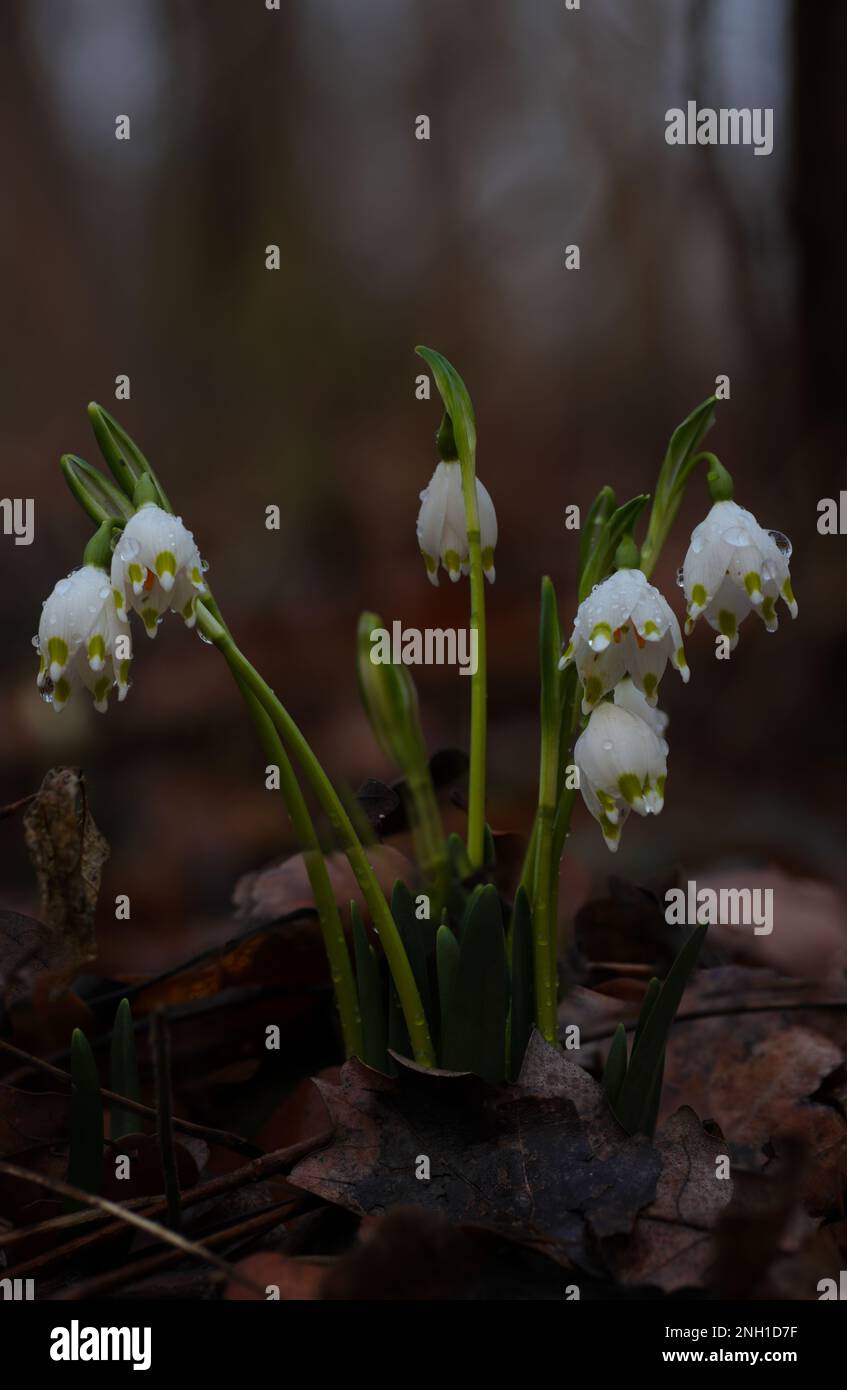 spring snowflake flowers covered with raindrops in a forest Stock Photo