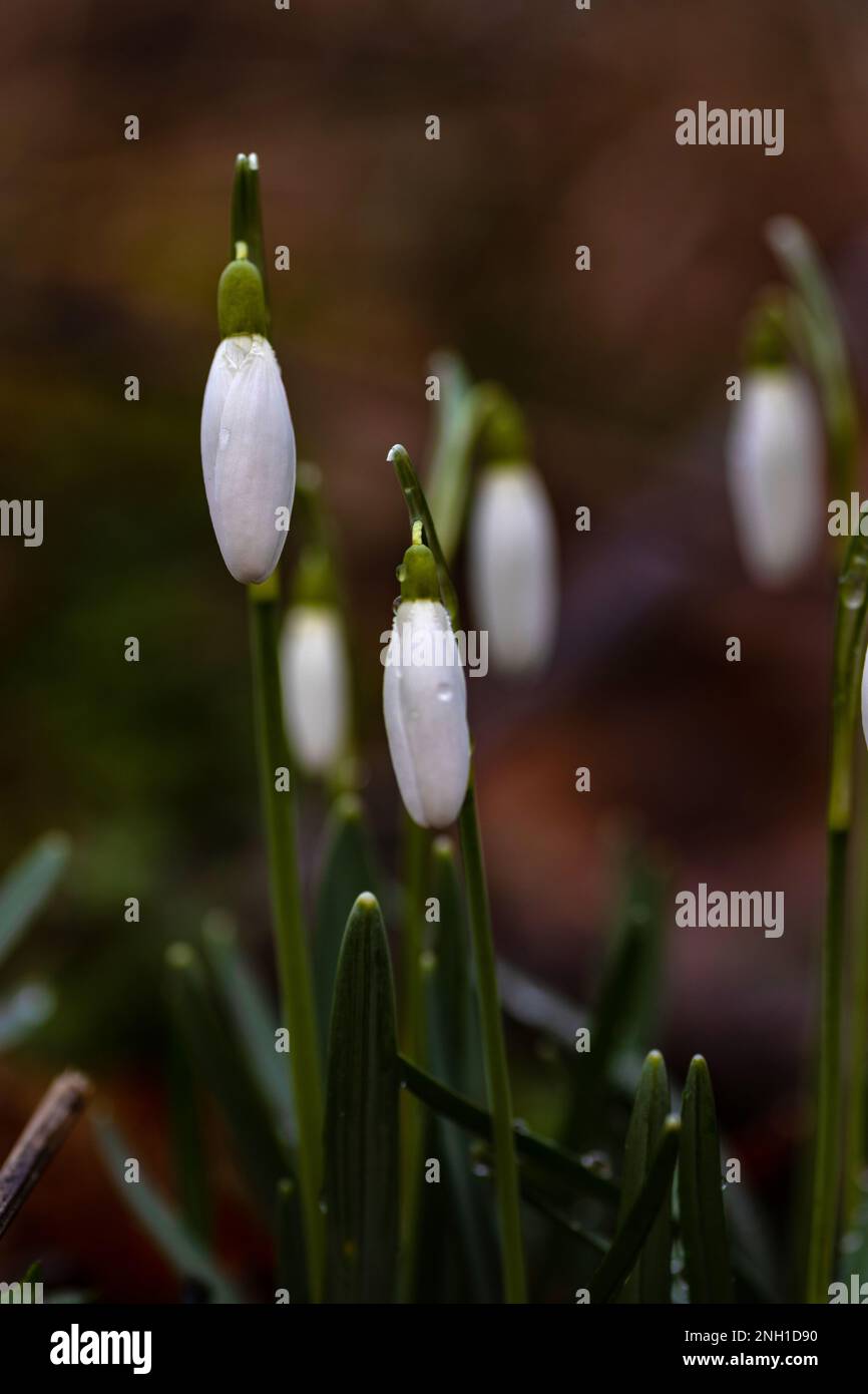 snowdrop flowers covered with raindrops in a forest Stock Photo