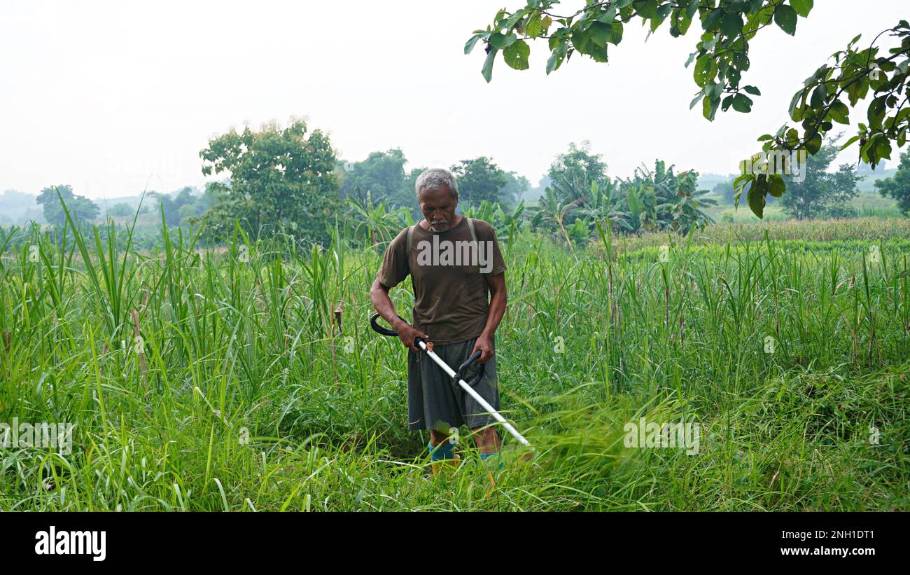 old man is clearing cut the weeds using a lawn mower weed Cordless fuel portable garden Trimmer Stock Photo