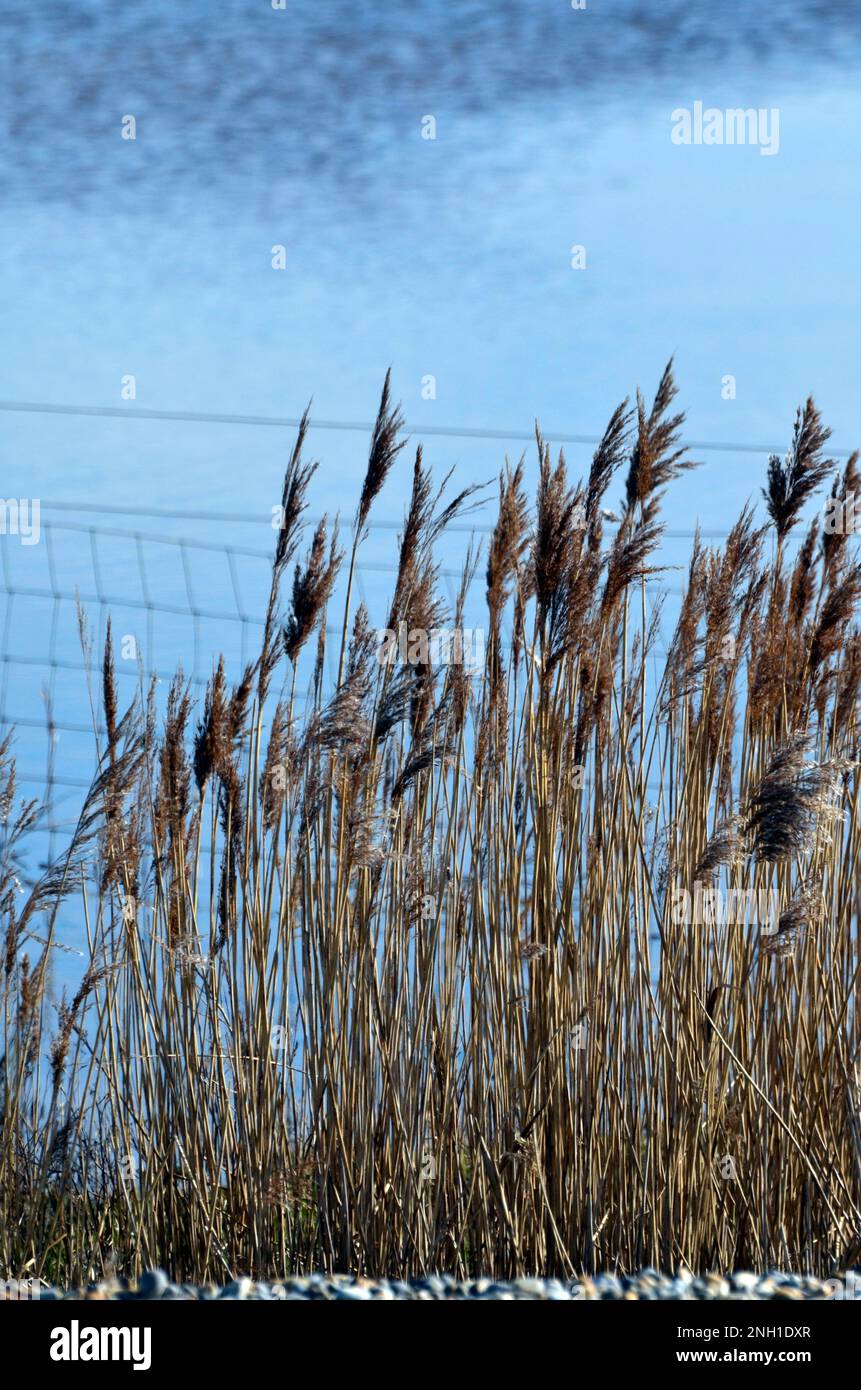 reeds and fencing salthouse north norfolk england Stock Photo