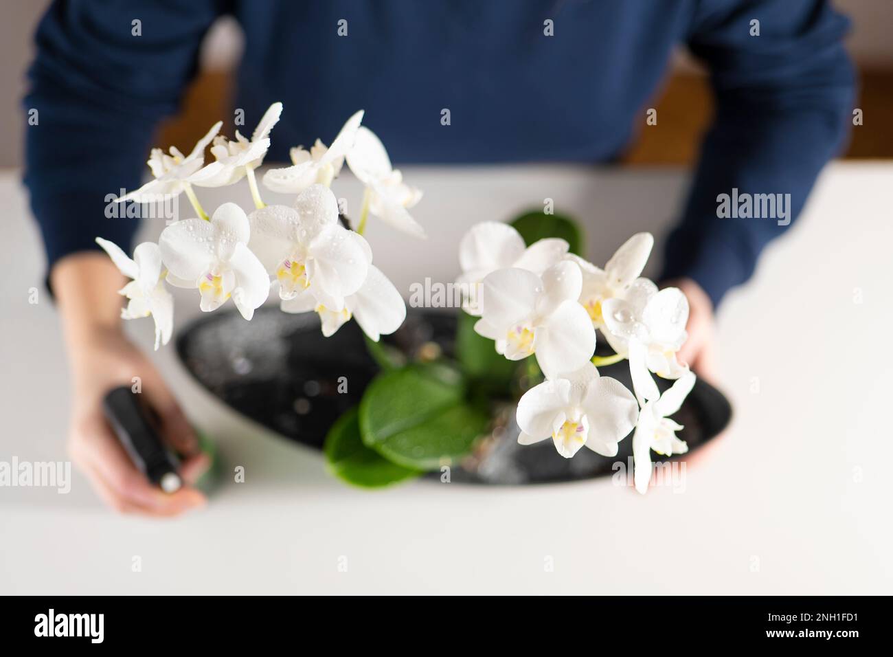 Spraying orchids hires stock photography and images Alamy