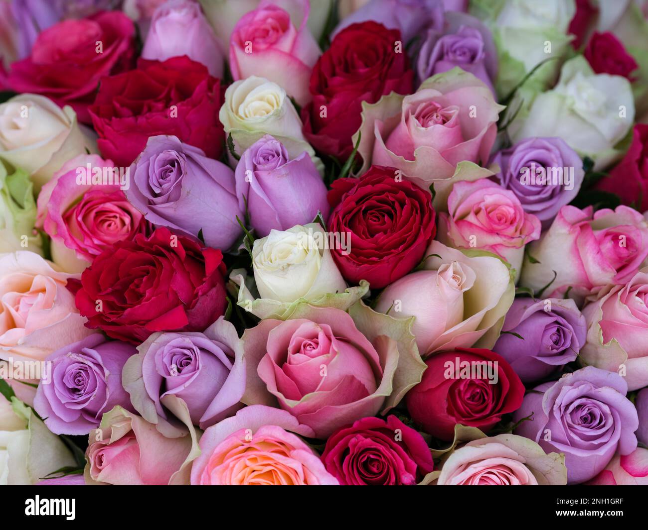 Big bouquet multicolored roses hi-res stock photography and images - Alamy