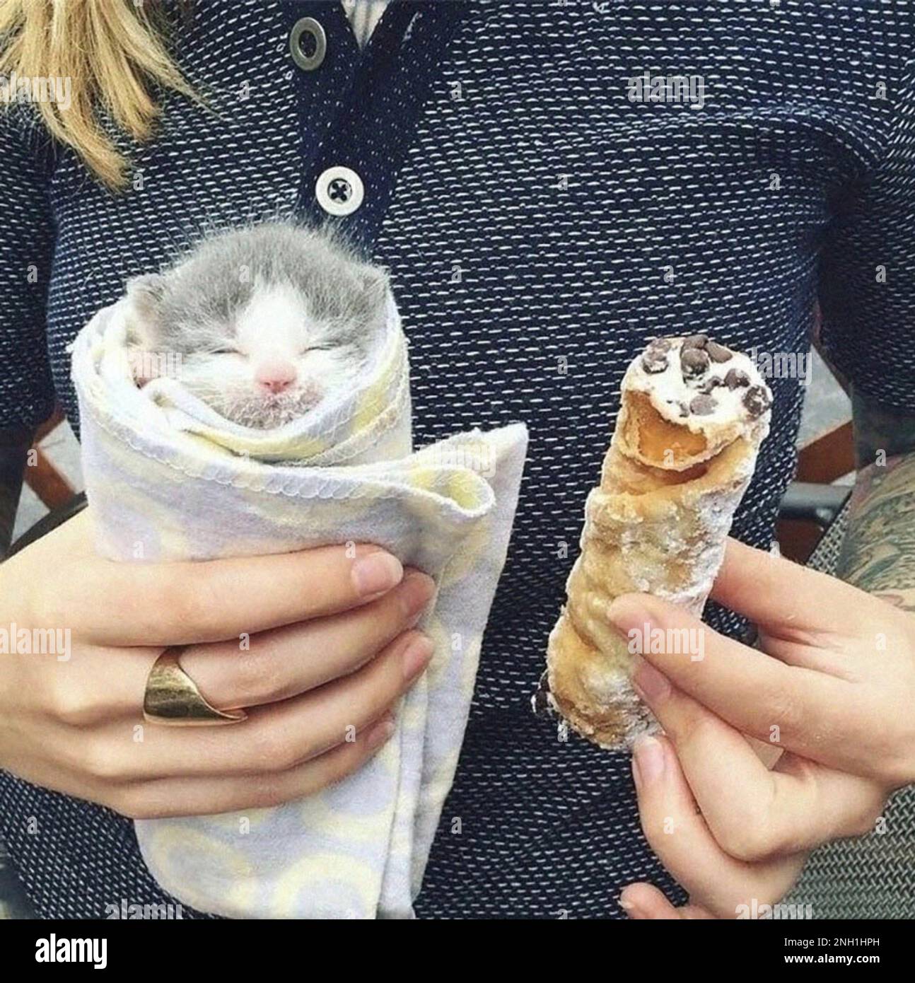 Kitten hiding in ice cream, owner simulating resemblance to cupcake Stock Photo Alamy