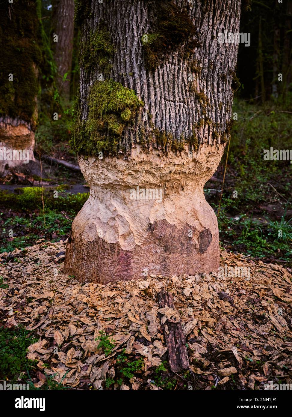 Trees with bite and gnaw marks from beavers on the shore of a river Stock Photo