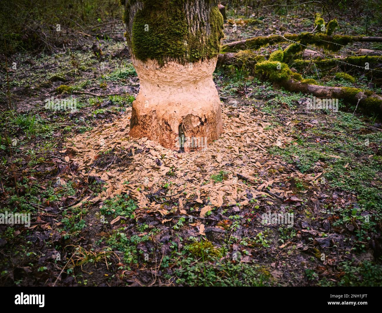 Trees with bite and gnaw marks from beavers on the shore of a river Stock Photo
