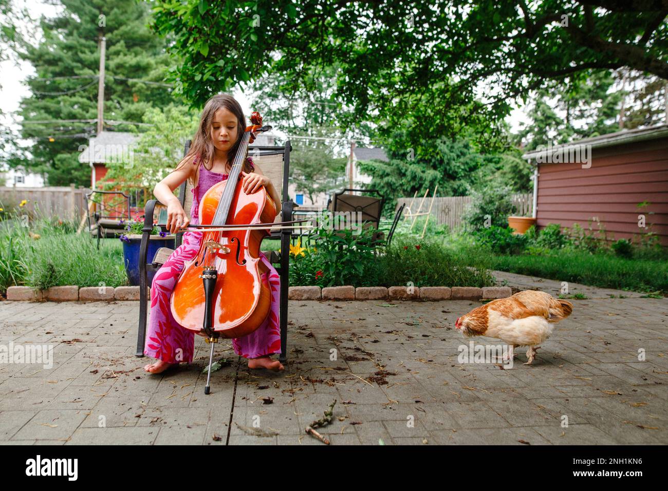 A small child plays cello for her pet chicken outside Stock Photo